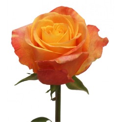 Роза оранжево-желтая Конфиденциал (Кения)