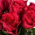Роза красная Родос (Кения)