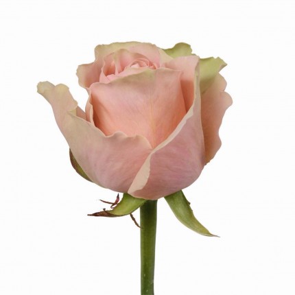 Роза розово-зеленая Пинк Атена (Кения)