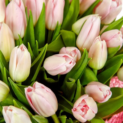 Букет из 51 нежно-розового тюльпана Thijs Boots в упаковке №129