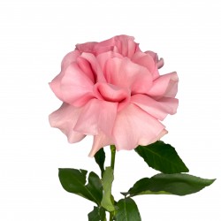 Роза "французская" розовая