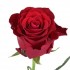 Роза красная Родос (Кения)