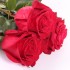 Роза красная Фридом (Эквадор)