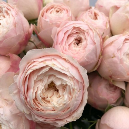 Роза кустовая пионовидная садовая Мэнсфилд Парк 