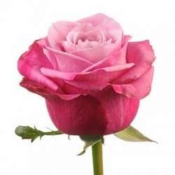 Роза двухцветная Дип Вотер (Кения)