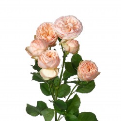 Роза кустовая пионовидная Джентл Трендсеттер (Нидерланды)