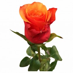 Роза двухцветная Эспания