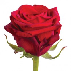 Роза красная Ред Наоми (РБ)