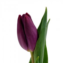 Тюльпан темно-фиолетовый Alibi