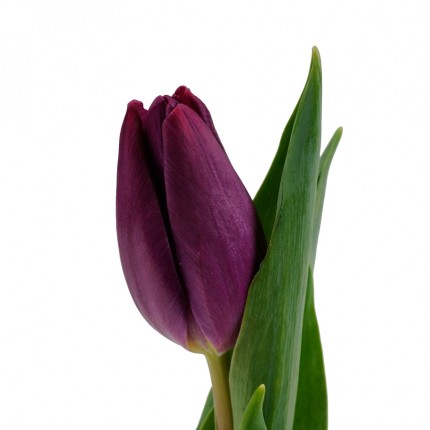 Тюльпан фиолетовый (РБ)