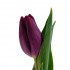 Тюльпан фиолетовый (РБ)