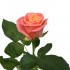 Роза розово-оранжевая Мисс Пигги (РБ)