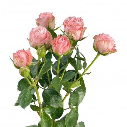 Роза кустовая розовая пионовидная Мадам Бомбастик (Кения)
