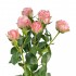 Роза кустовая розовая пионовидная Мадам Бомбастик (Кения)