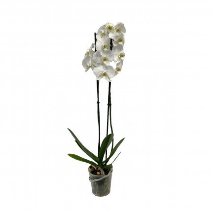 Орхидея Фаленопсис Белая (2 цветоноса)