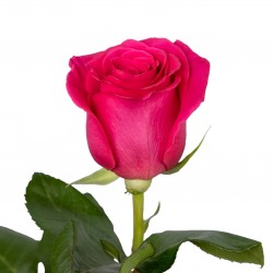Роза малиновая Готча (Эквадор)
