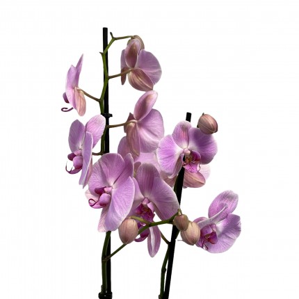 Орхидея Фаленопсис Светло-сиреневая (2 цветоноса)