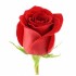Роза красная Фридом (Эквадор)