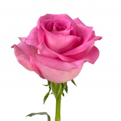 Роза розовая Ревайвал (Кения)