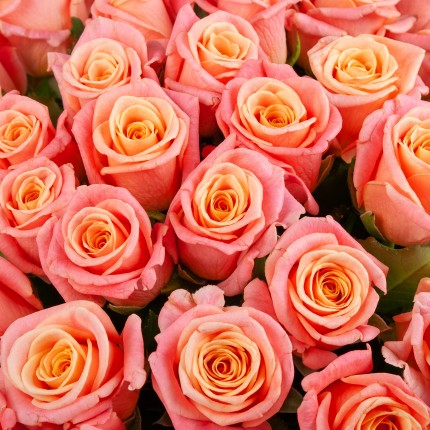 Букет №151 (51 розово-оранжевых роз Мисс Пигги)