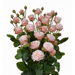 Роза кустовая пионовидная Мадам Бомбастик (Кения)