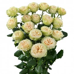 Роза кустовая пионовидная Саммер роуз (Кения)