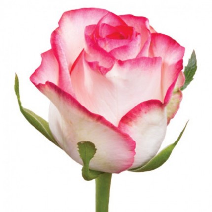 Роза бело-розовая Джумилия